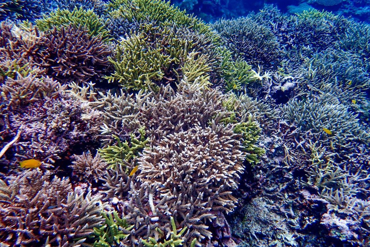 Blue Ocean Resort Ishigaki  Exteriör bild